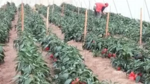 تمويلات متناهية الصغر تصل إلى 16 مليار جنيه تعزز استثمارات المصريين في القطاع الزراعي